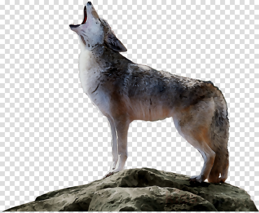 coyote clipart wolf dog
