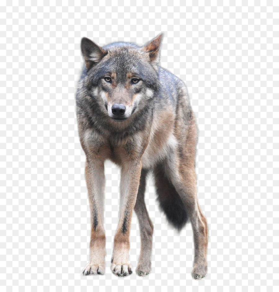 coyote clipart wolf dog