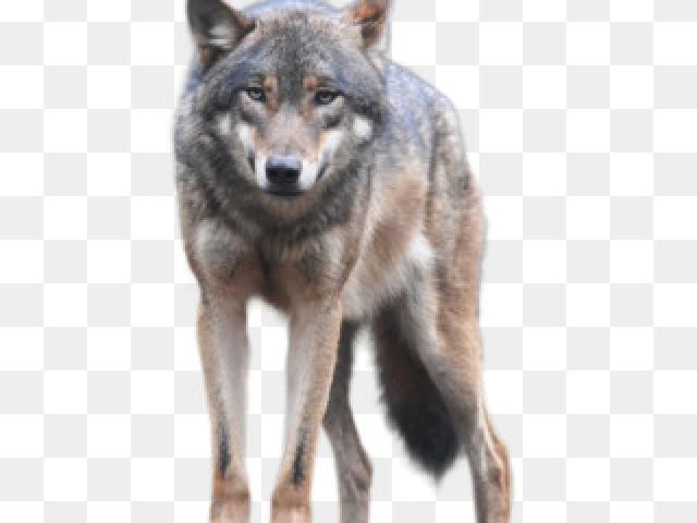 coyote clipart wolf profile