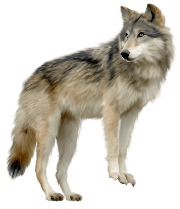 coyote clipart wolf side view