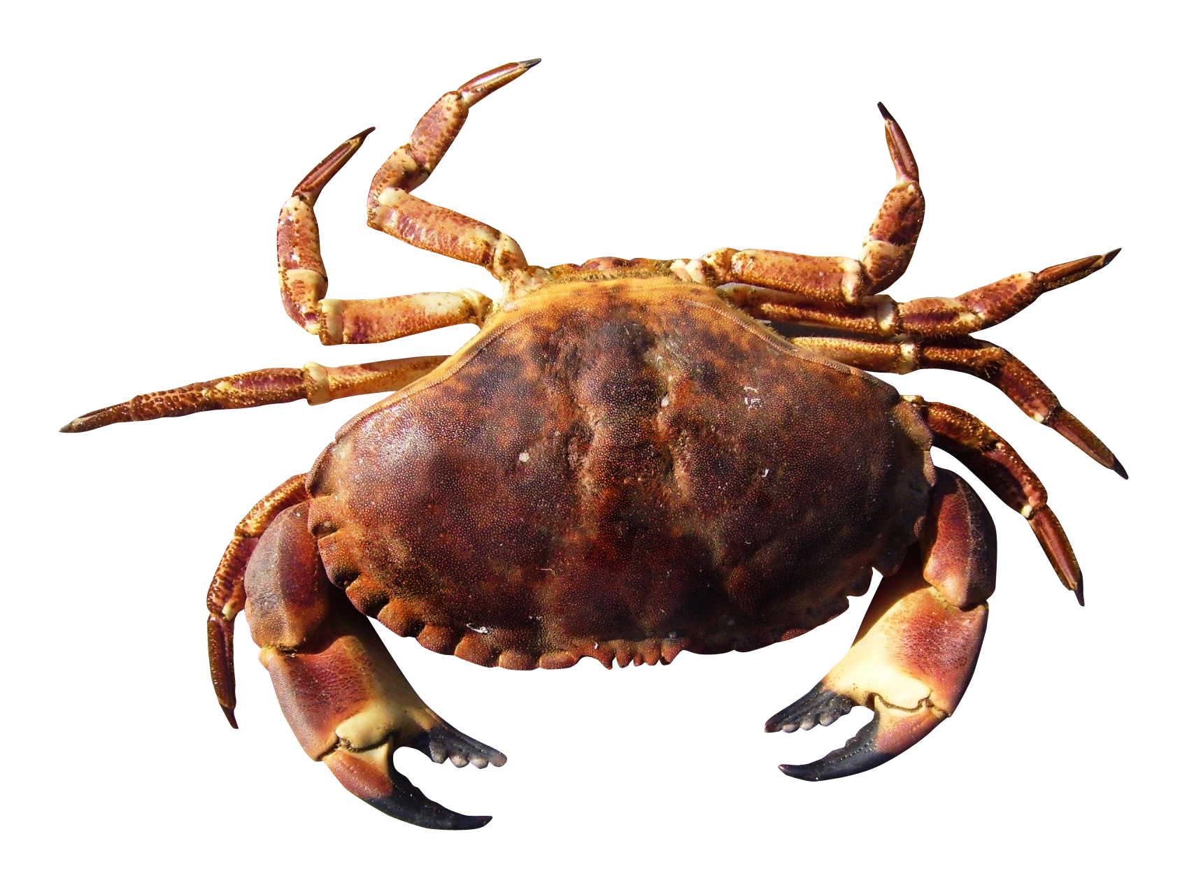 crab clipart coconut crab