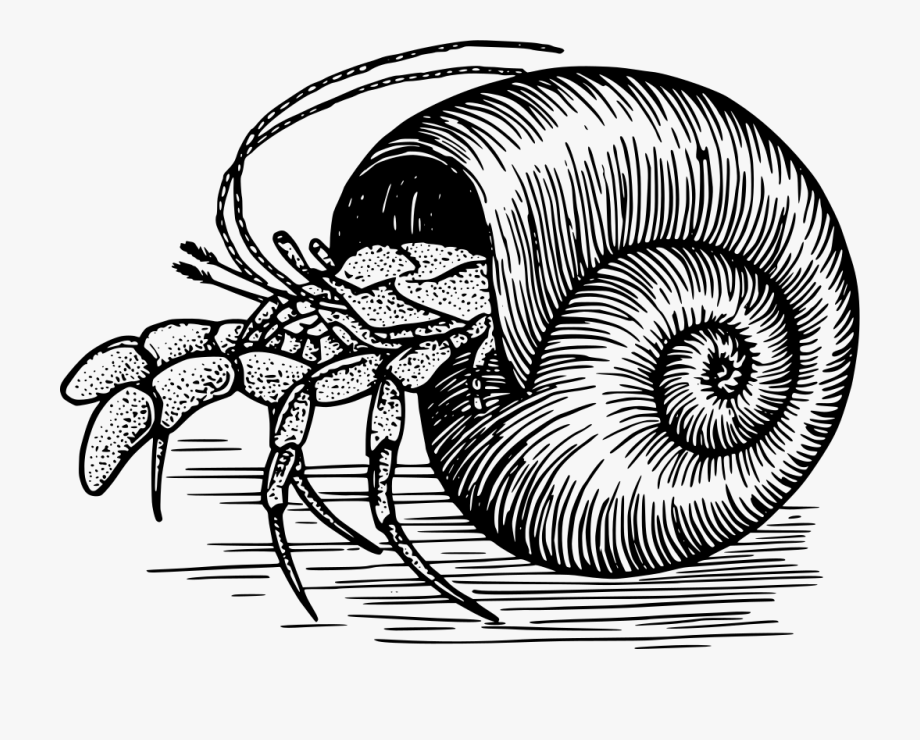 shell clipart shell hermit crab