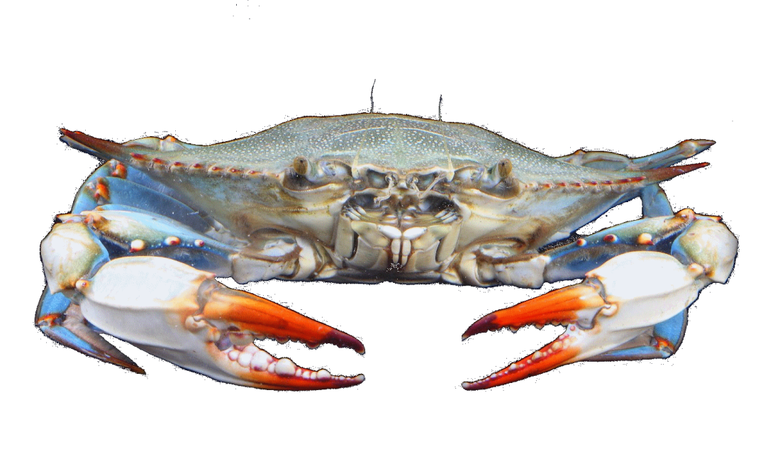 crab clipart crab feast