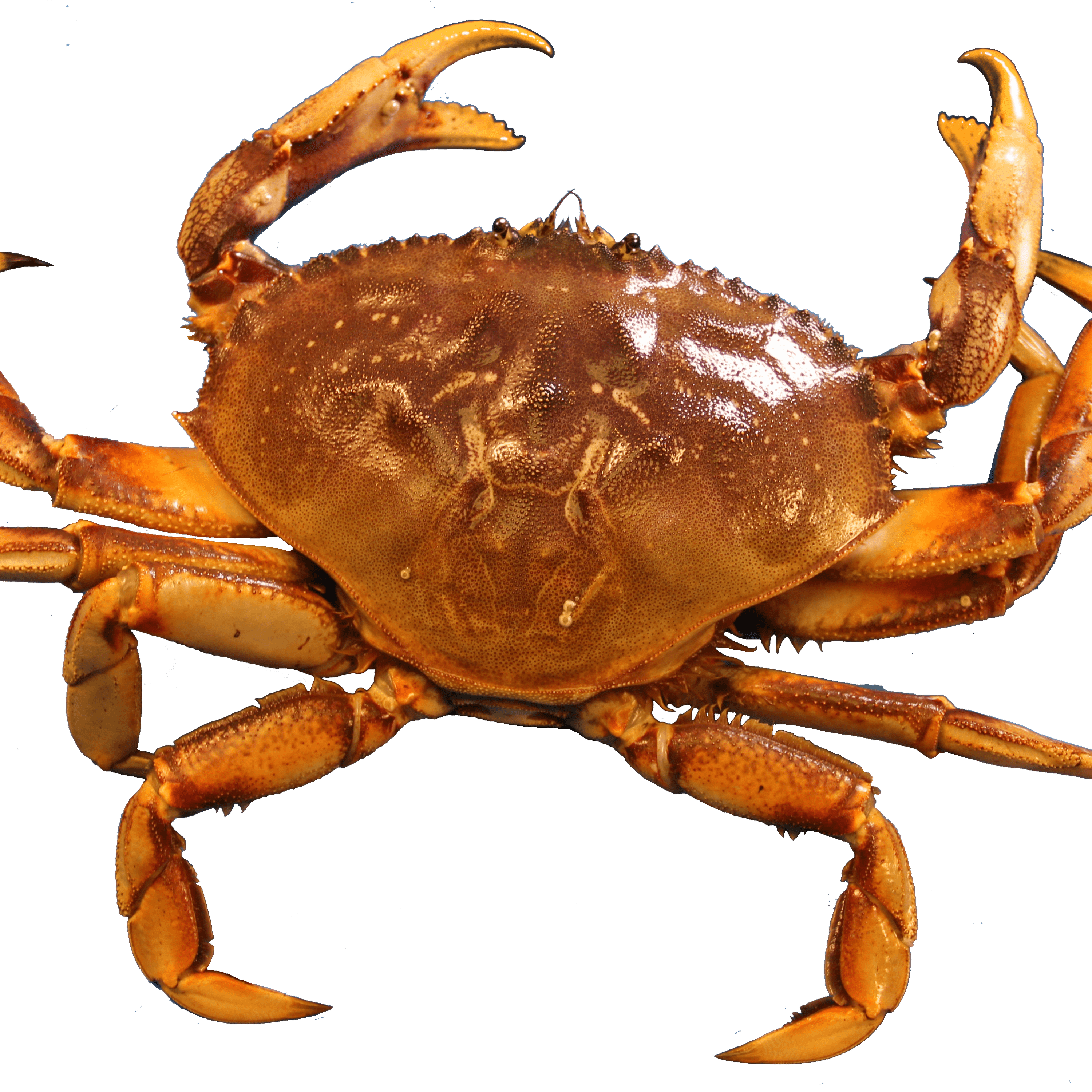 seafood clipart orange crab