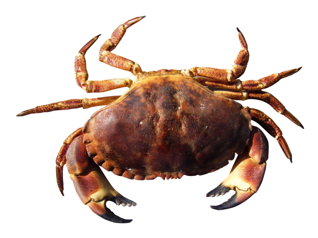 crabs clipart vector