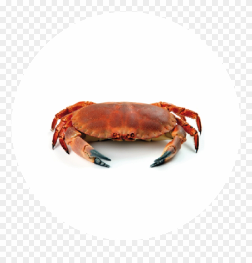 crab clipart crab meat