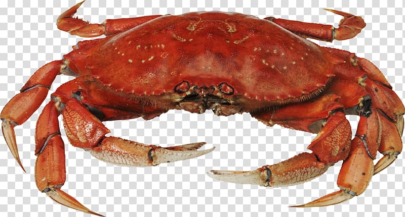 crab clipart crab meat