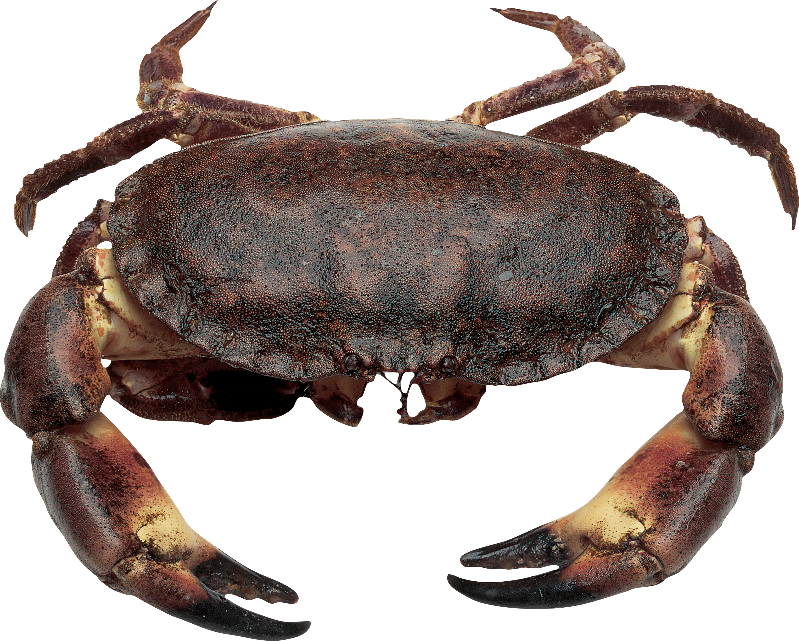 crab clipart dungeness crab