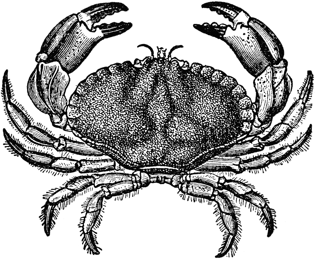 crab clipart dungeness crab