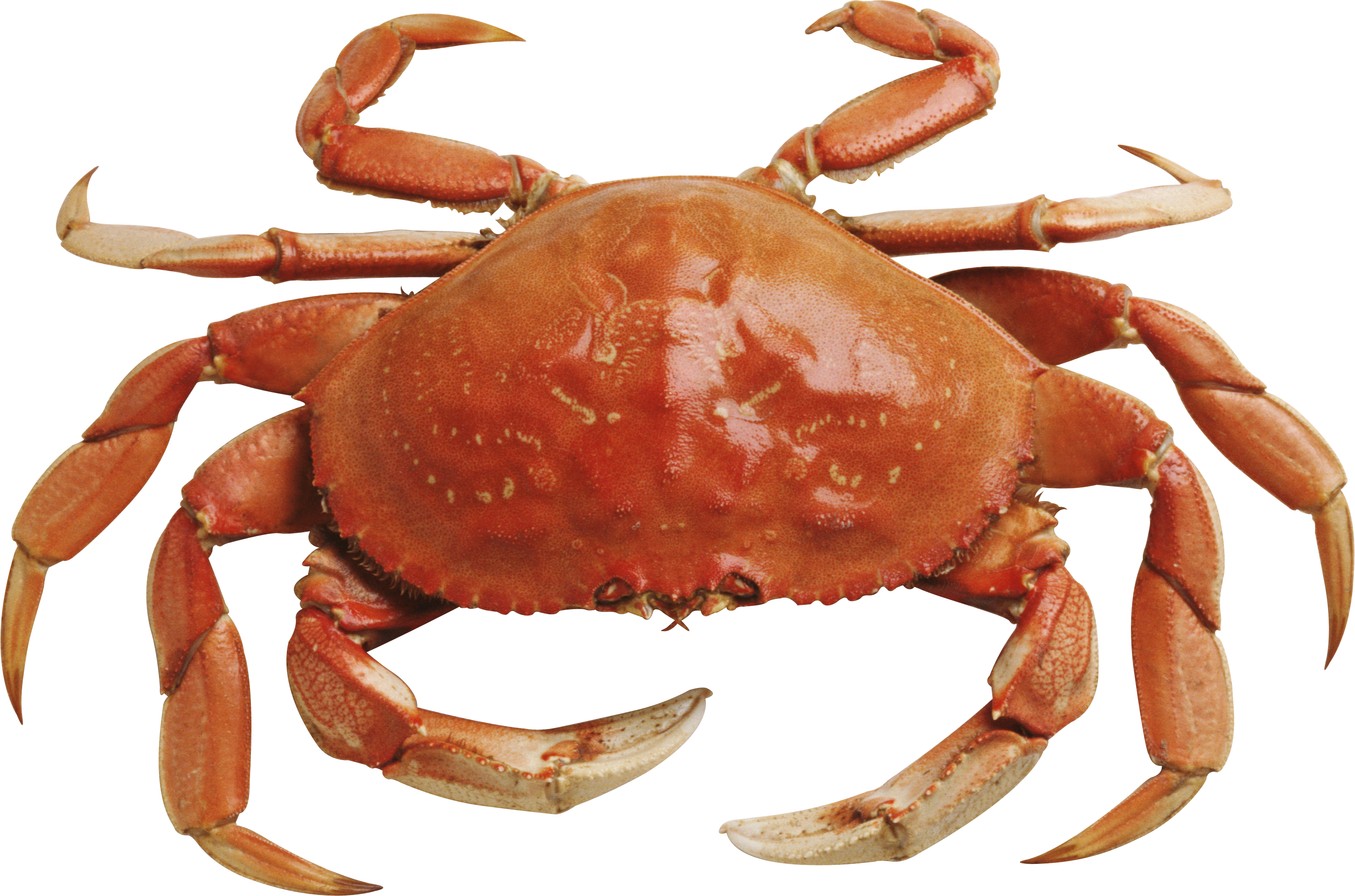 crab clipart king crab