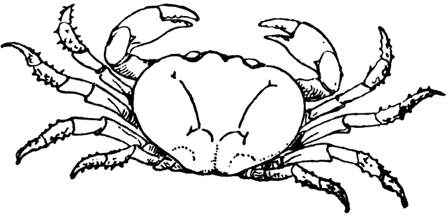 crab clipart land water animal