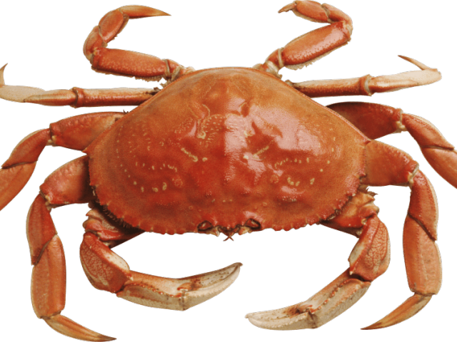 Dinner clipart crab. Cliparts free download clip