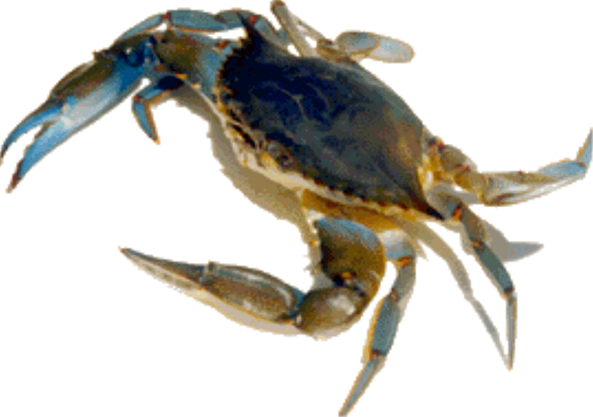 crab clipart maryland live