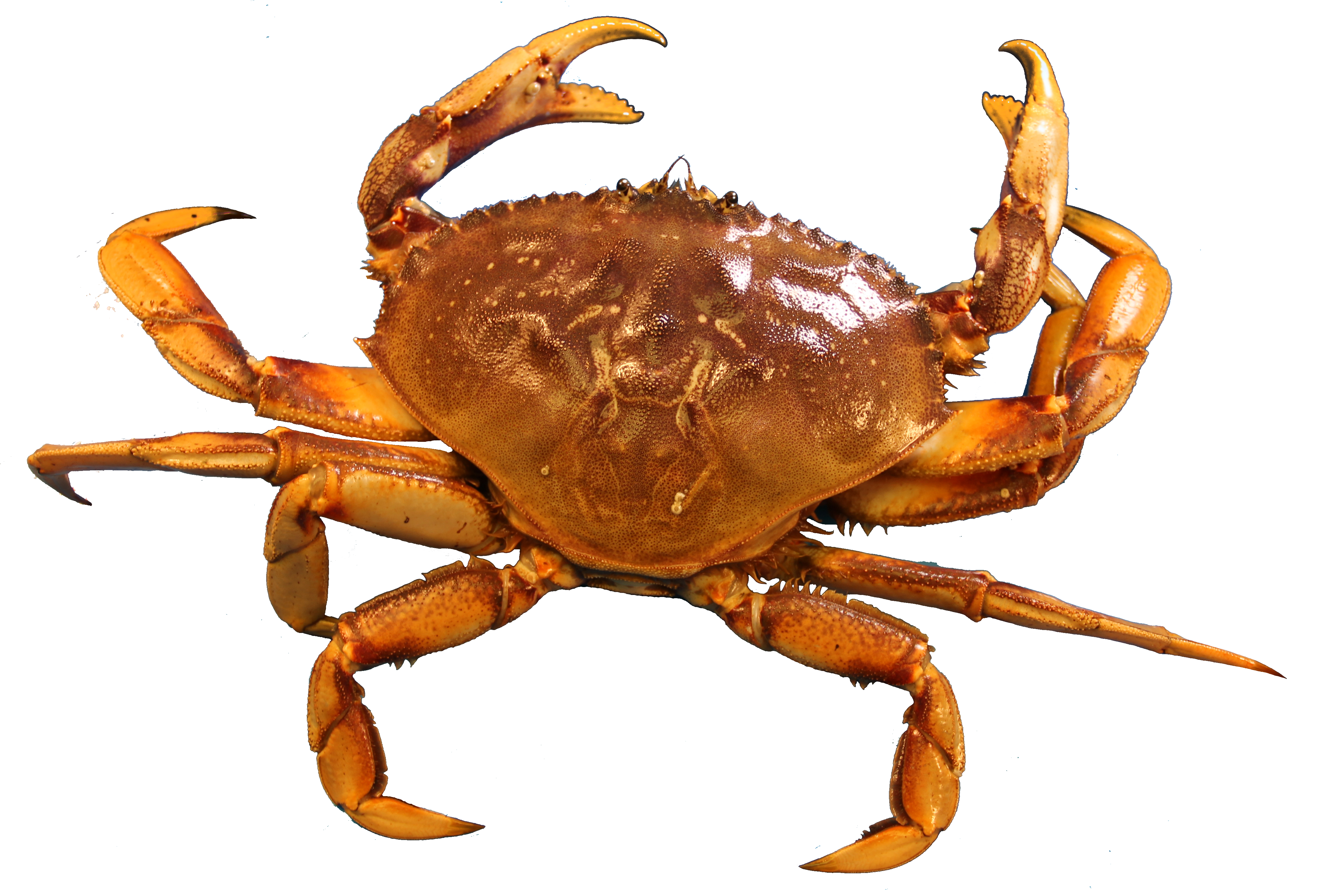 crabs clipart chilli crab