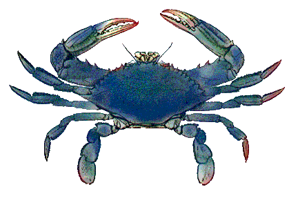 crab clipart maryland live