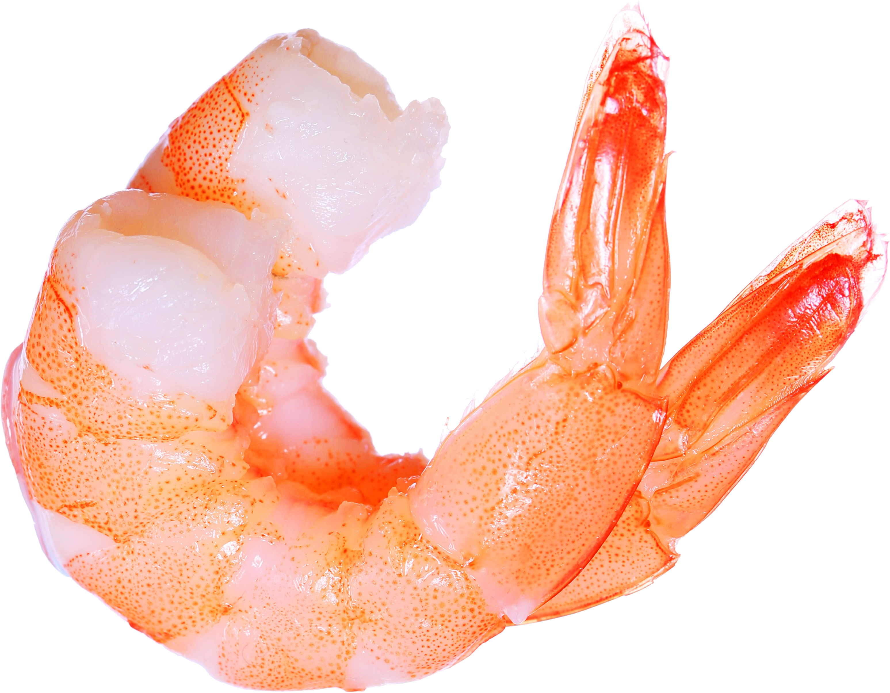 tuna clipart shrimp