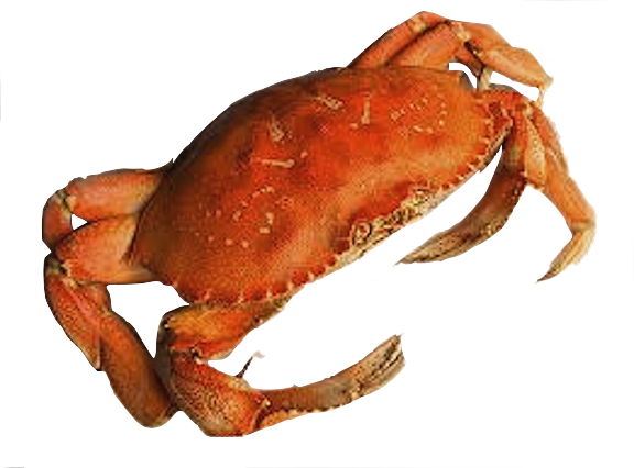 crab clipart real