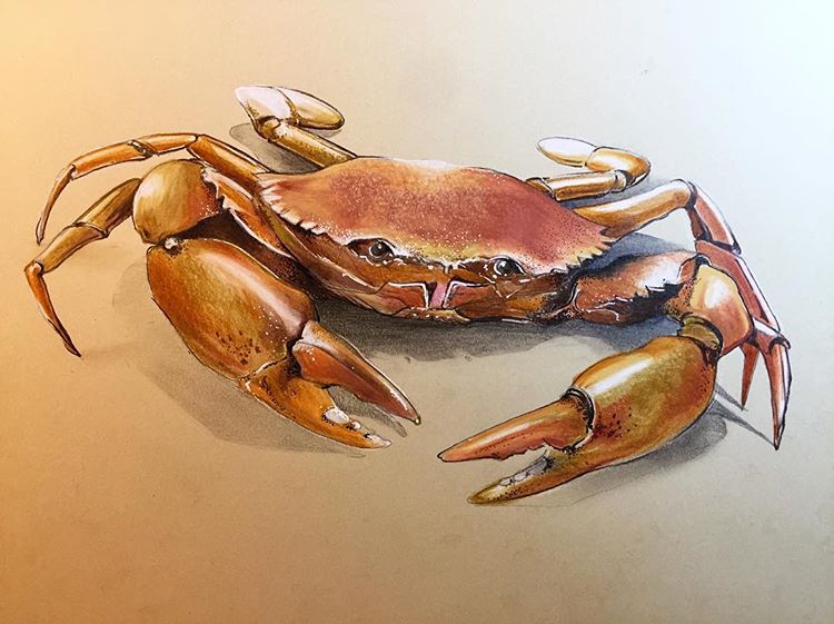 crab clipart realistic