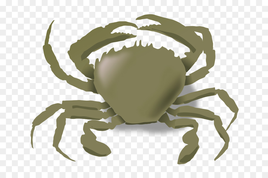 Crab clipart sand crab. Mole cartoon graphics transparent