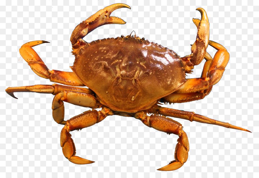 crab clipart seafood