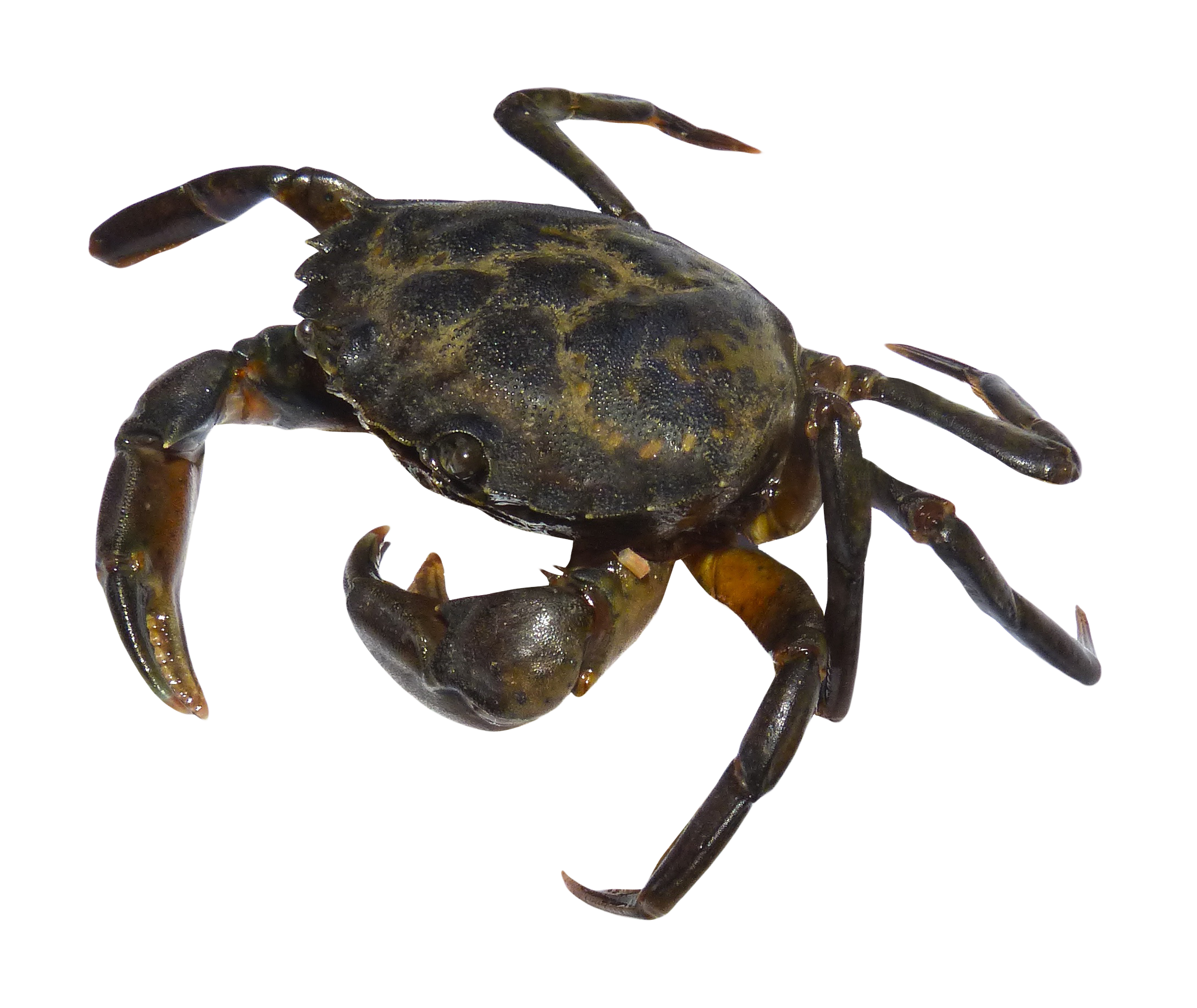 crab clipart shell crab