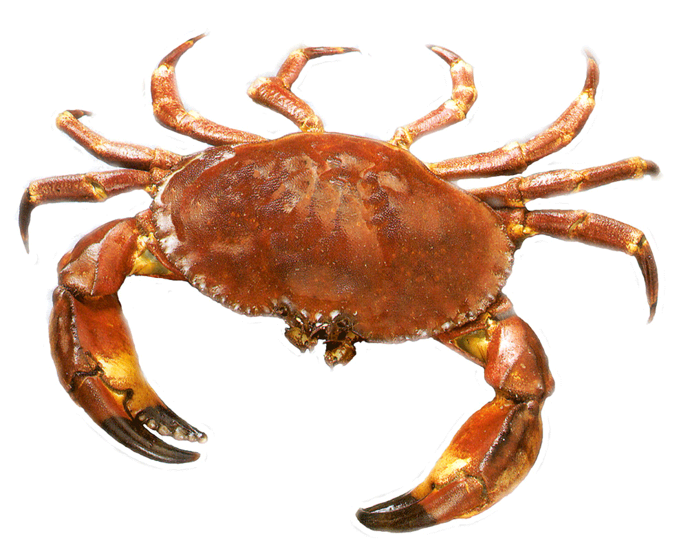 seafood clipart mud crab