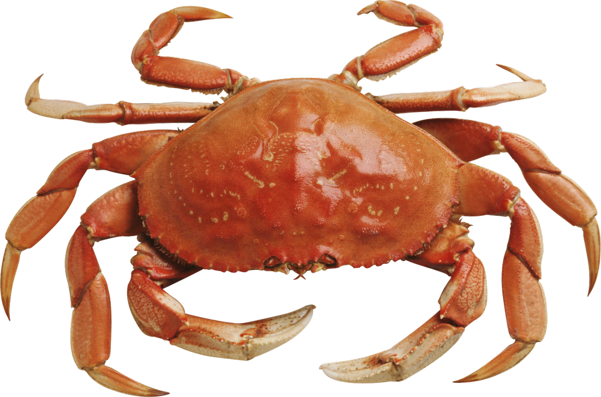 crabs clipart cooked crab