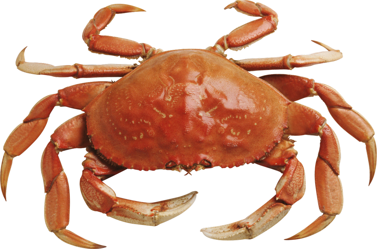 Group max on twitter. Crabs clipart cooked crab