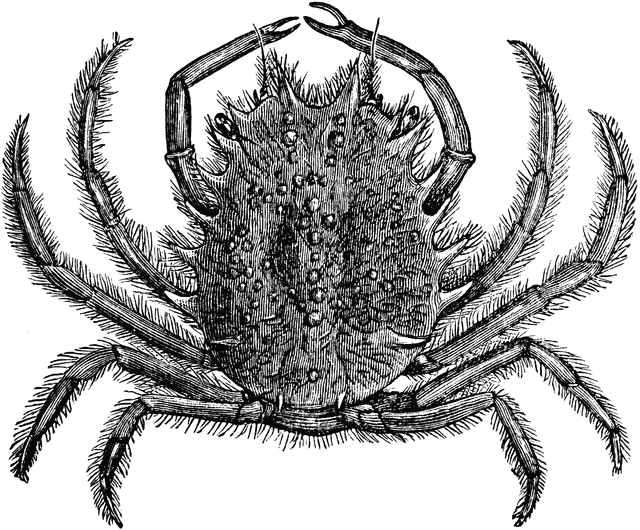crab clipart spider