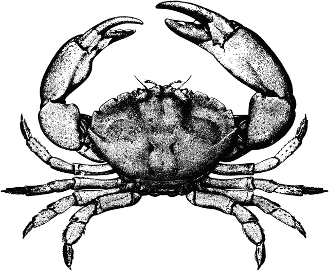 crab clipart stone crab