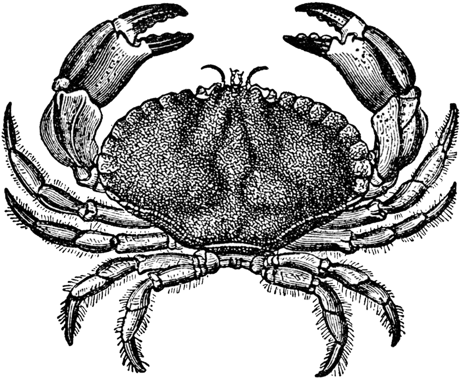 Crab clipart top view. Of a clip art