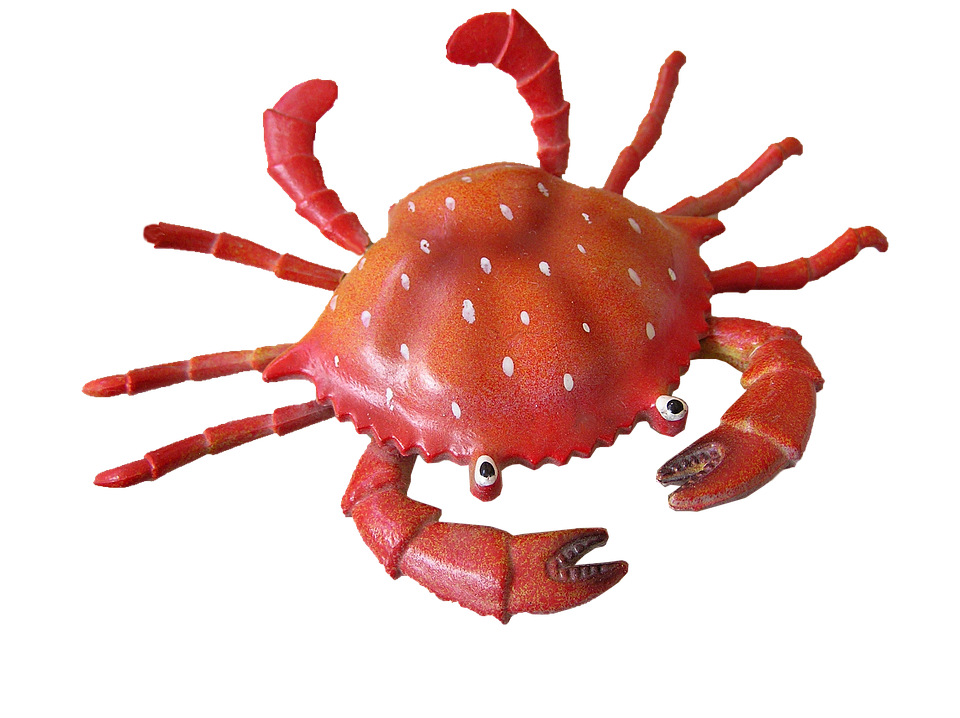 Crab transparent background