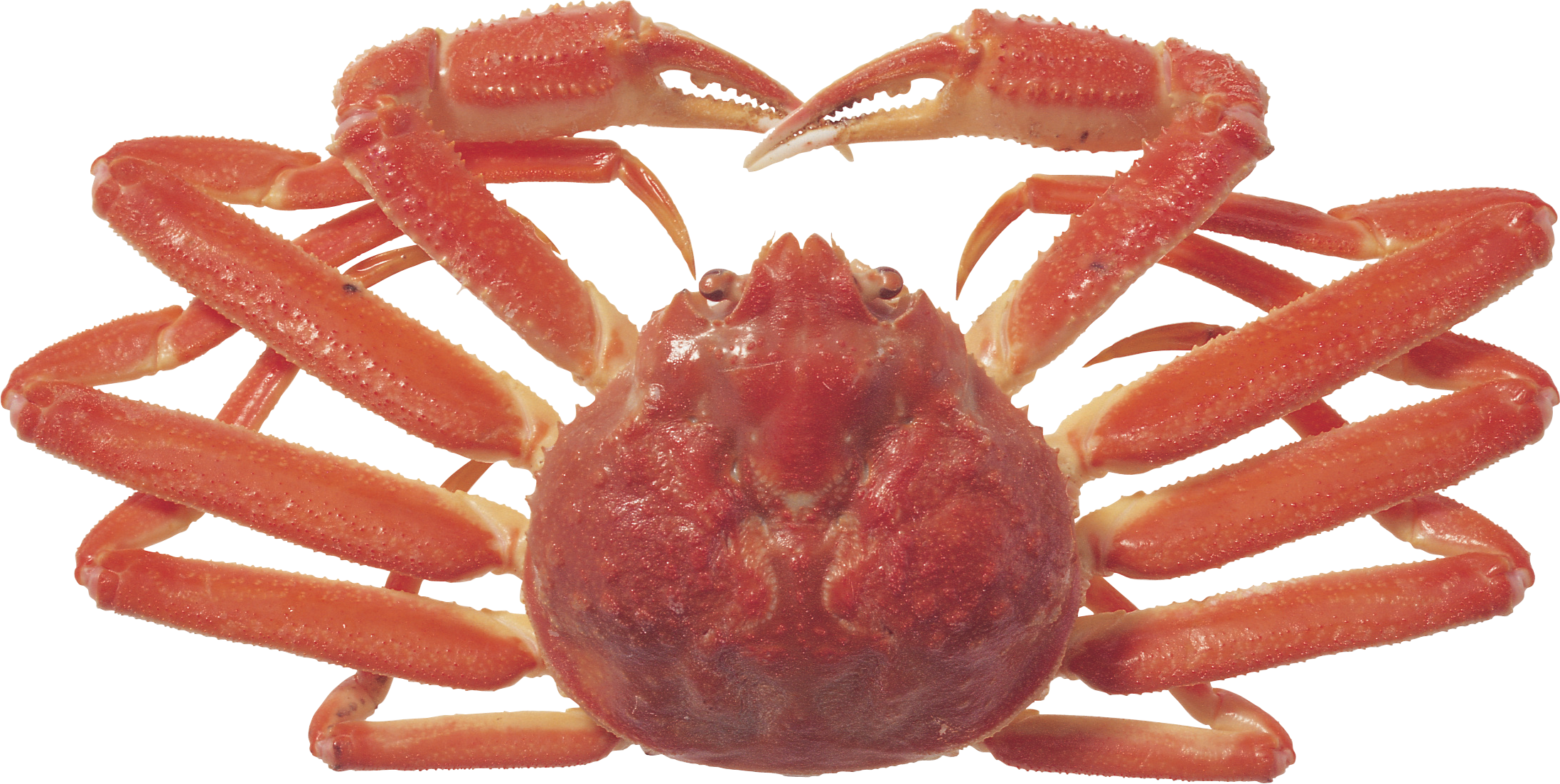crab clipart transparent background