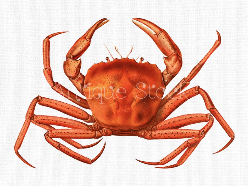 crab clipart vintage