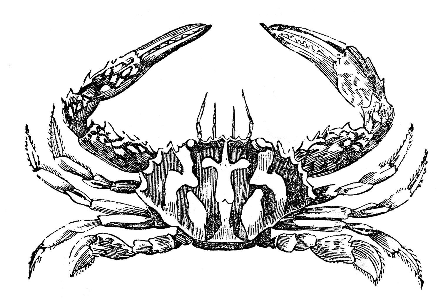 crab clipart vintage