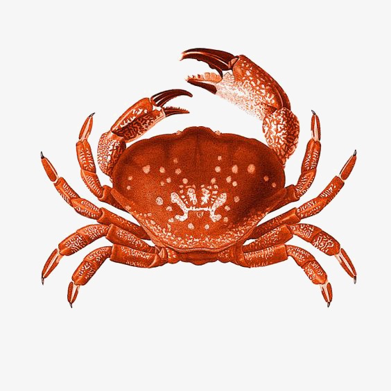crab clipart watercolor