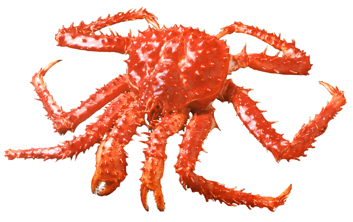 crabs clipart aquatic animal