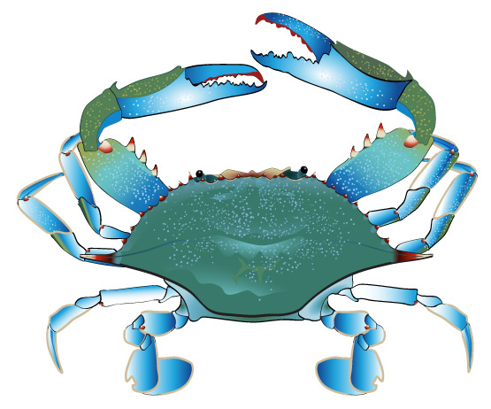 crabs clipart blue crab