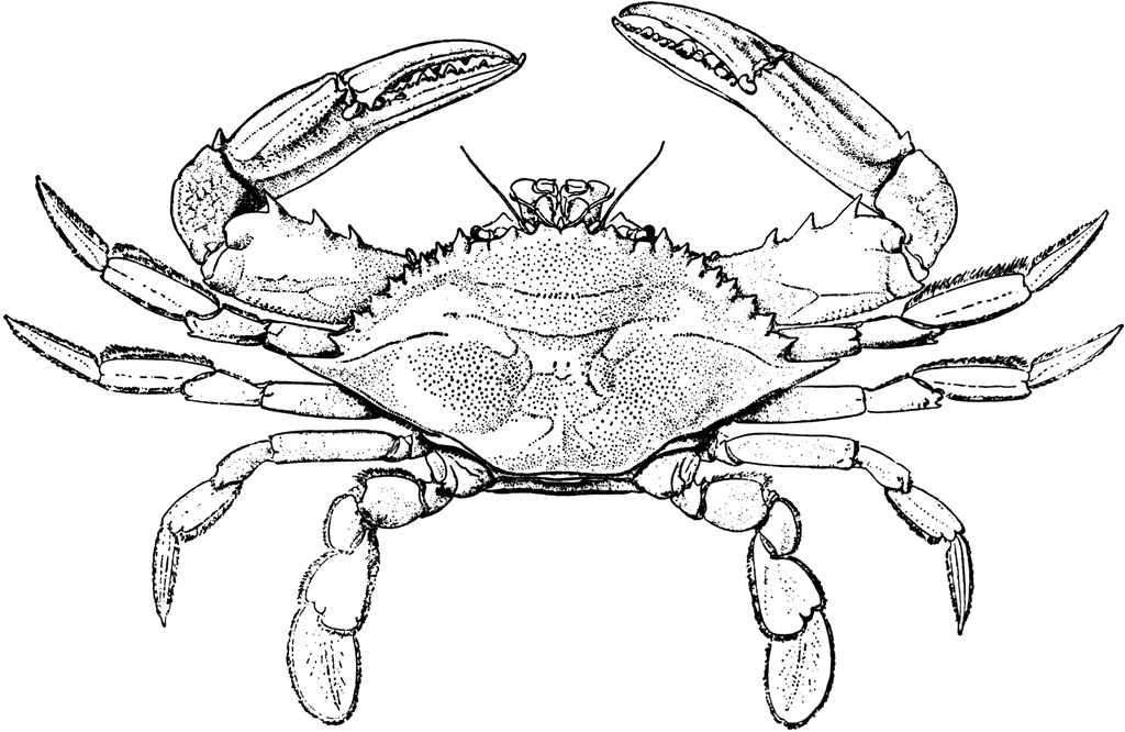 crabs clipart drawn