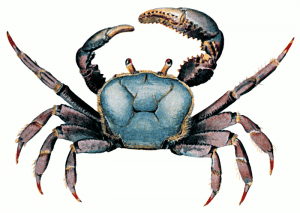 crabs clipart female