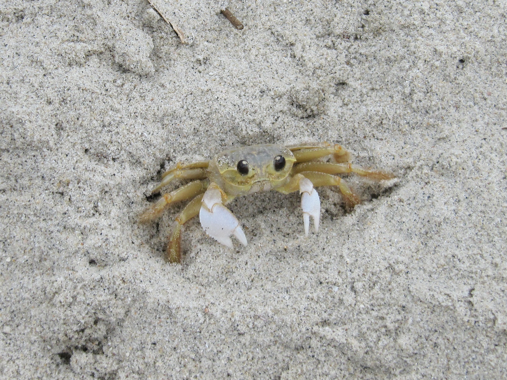 File atlantic jpeg wikimedia. Crabs clipart ghost crab