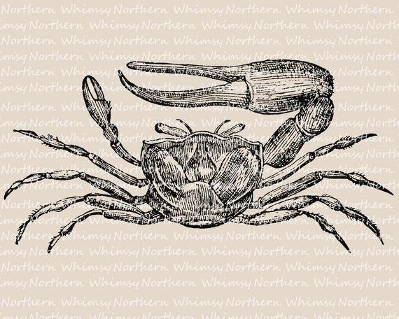 Crabs clipart illustration. Vintage crab clip art