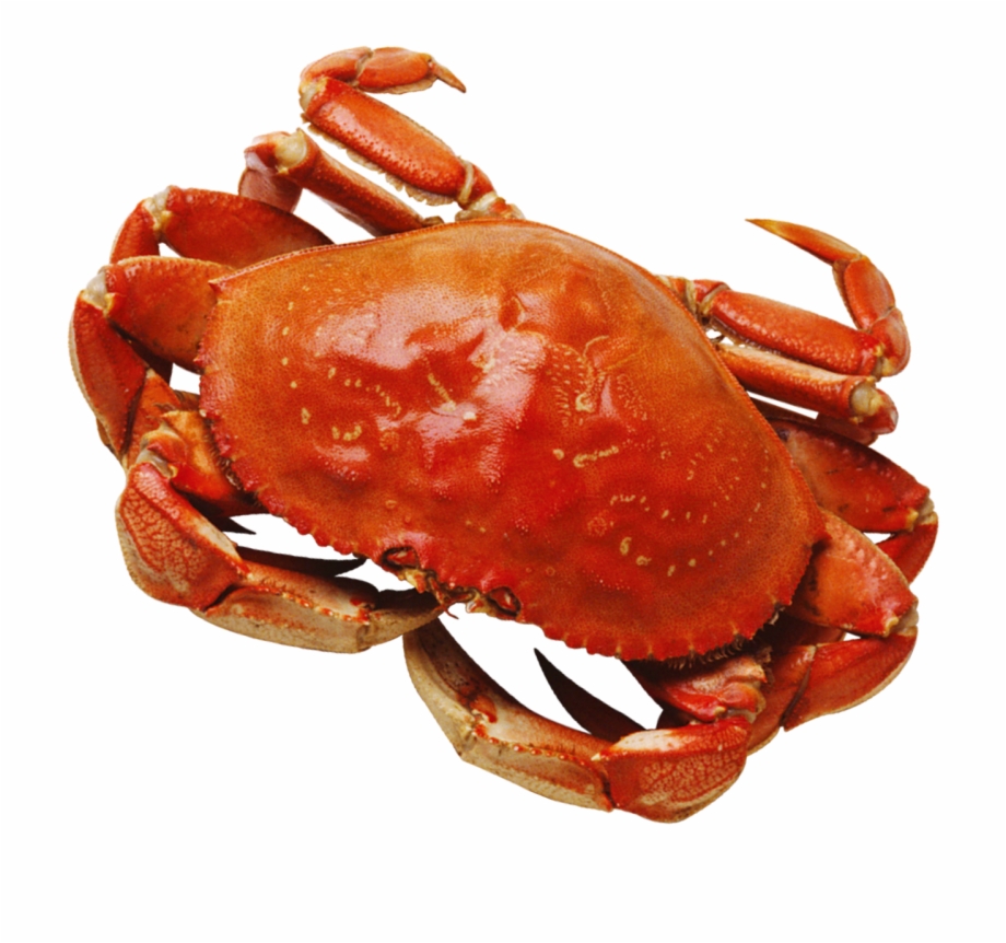 crabs clipart ocean