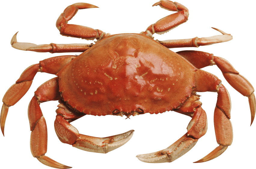 Crabs pink crab