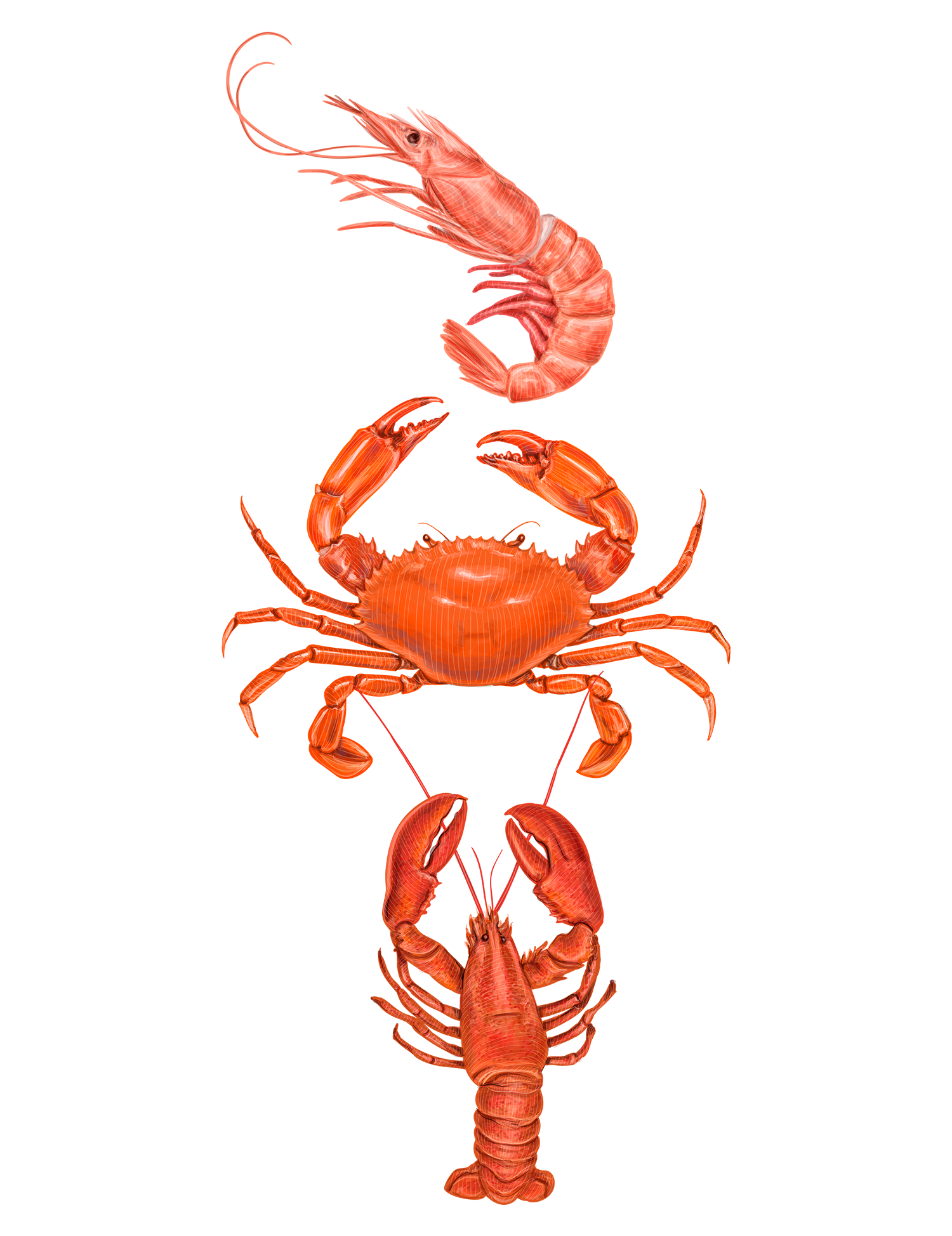 Crabs clipart prawn fish. Seafood illustrations on behance