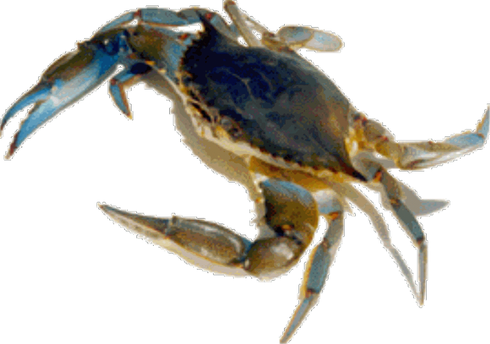 crabs clipart sea creature