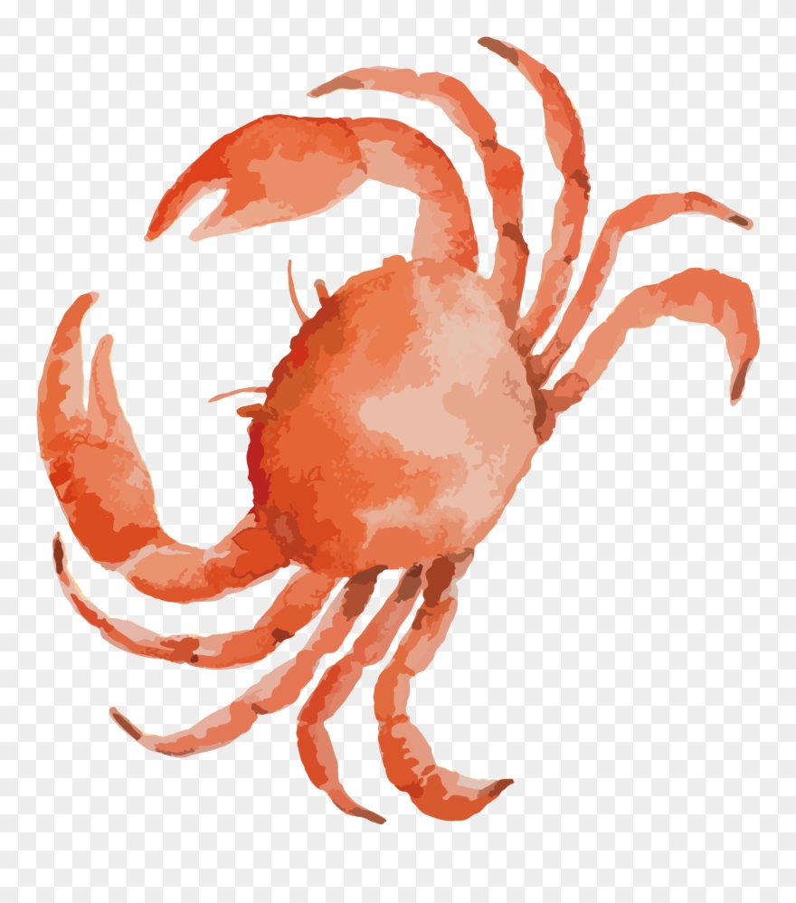 seafood clipart sand crab