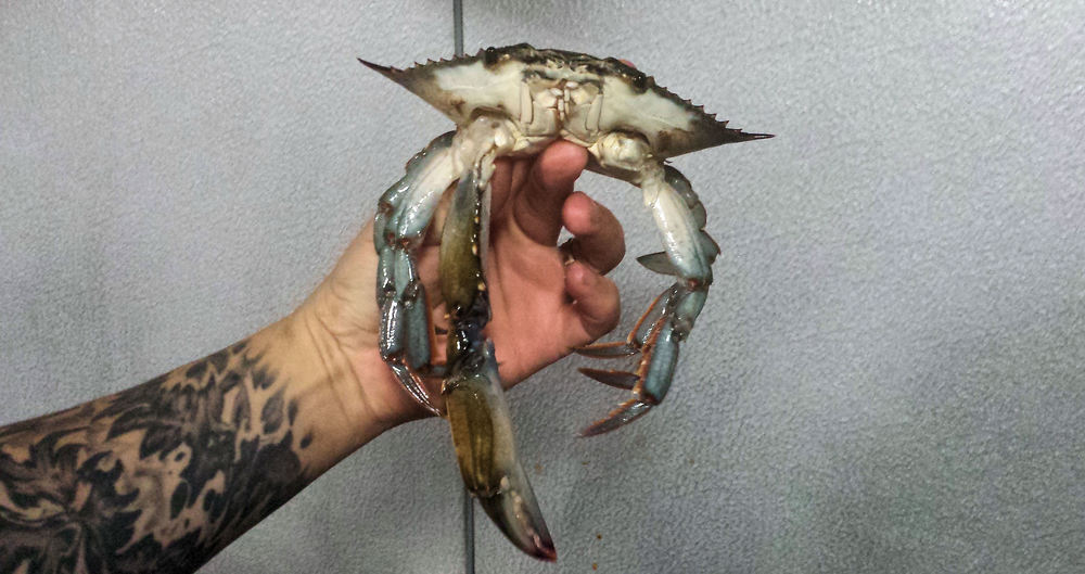 crabs clipart shell crab