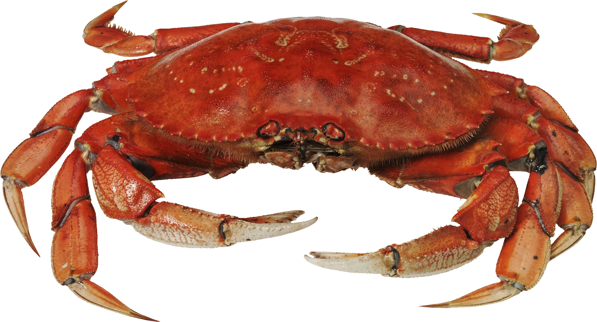 crabs clipart transparent background