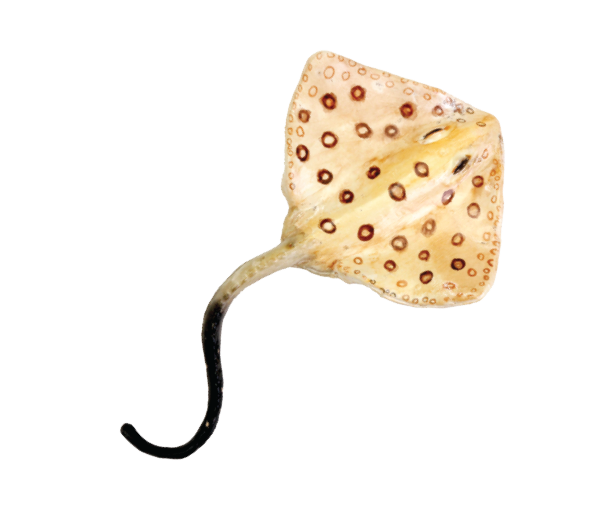 squid clipart sting ray